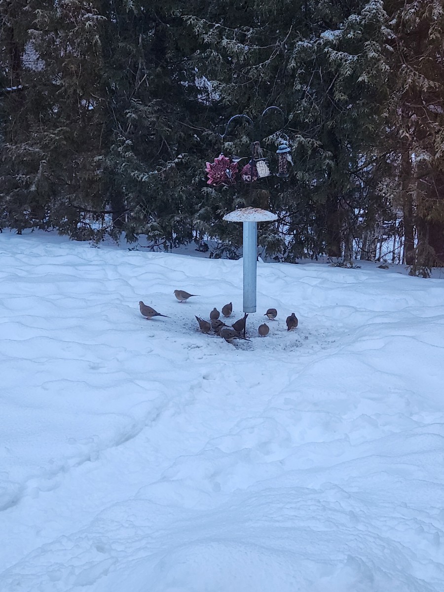 Mourning Dove - ML614905922