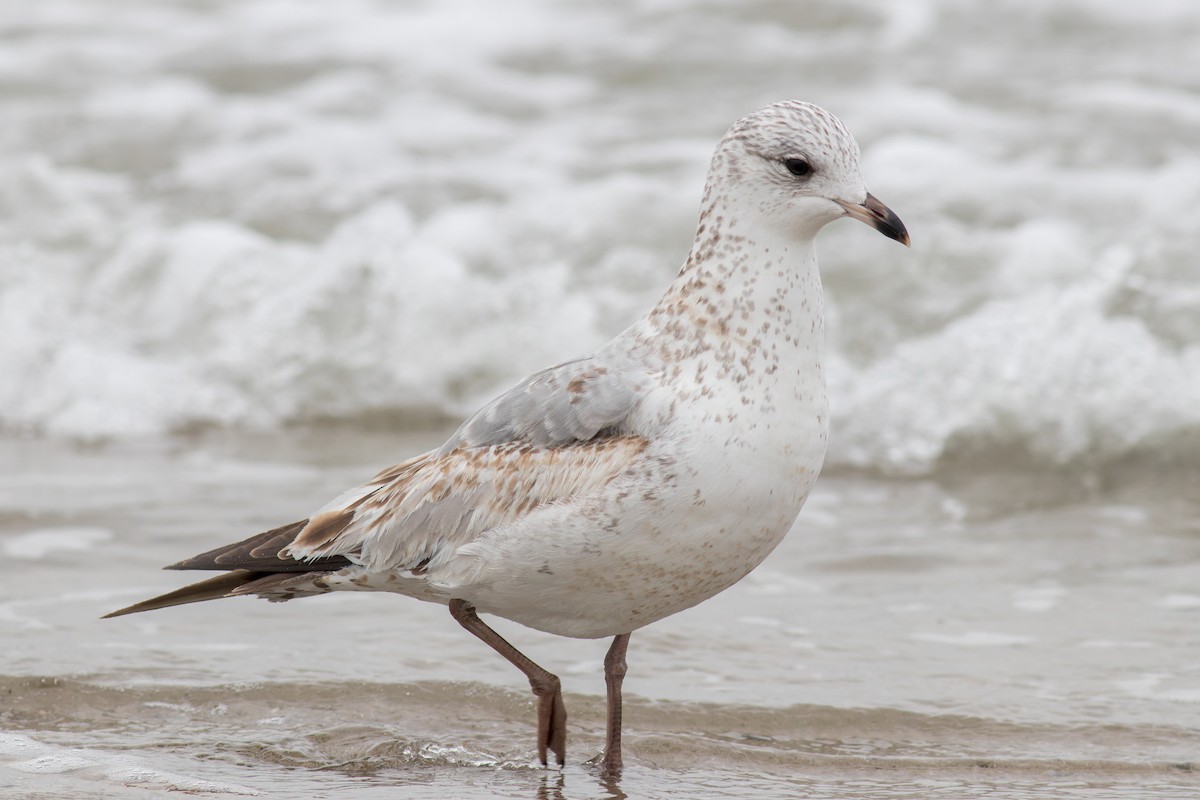 Ring-billed Gull - ML614906024