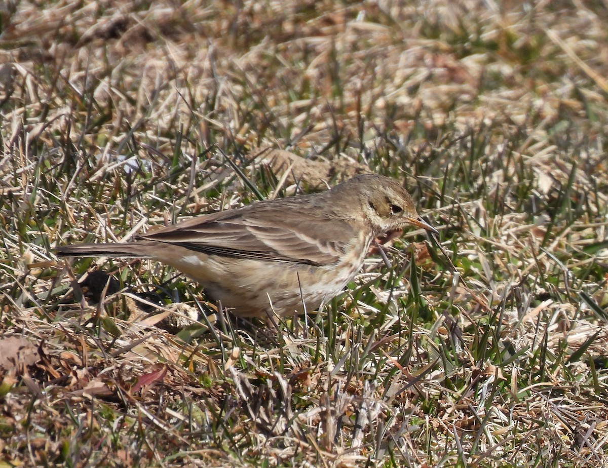 American Pipit - ML614906036