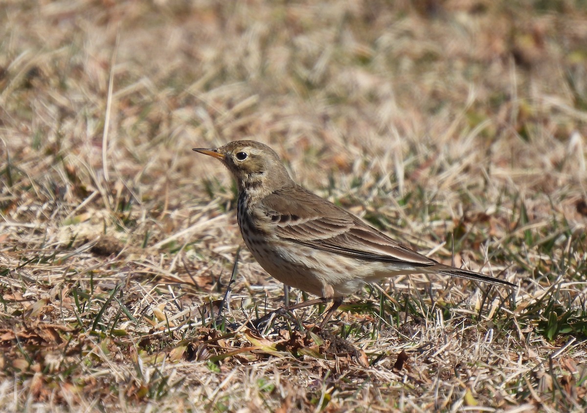 American Pipit - Patrice Domeischel