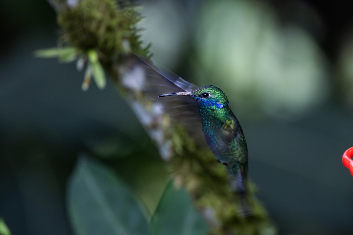 kolibřík modrolící - ML614906060