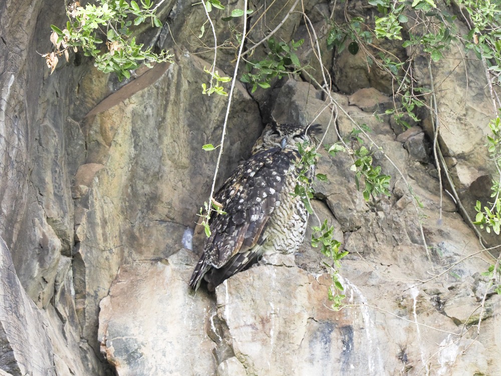 Cape Eagle-Owl - ML614906065