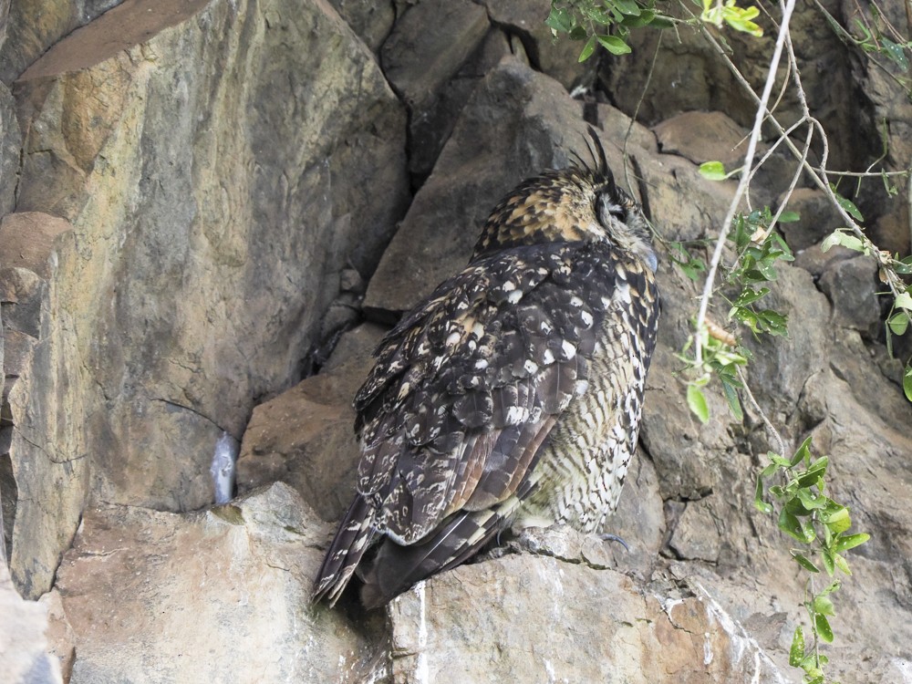 Cape Eagle-Owl - ML614906066
