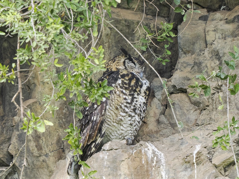 Cape Eagle-Owl - ML614906067