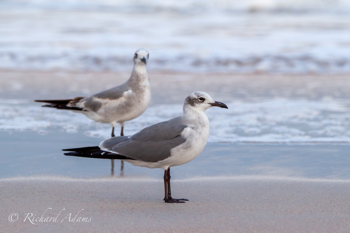 Laughing Gull - ML614906084