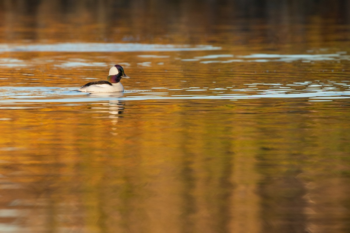 Bufflehead - ML614906126