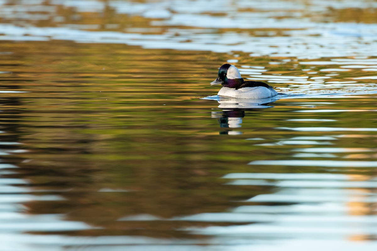 Bufflehead - ML614906132