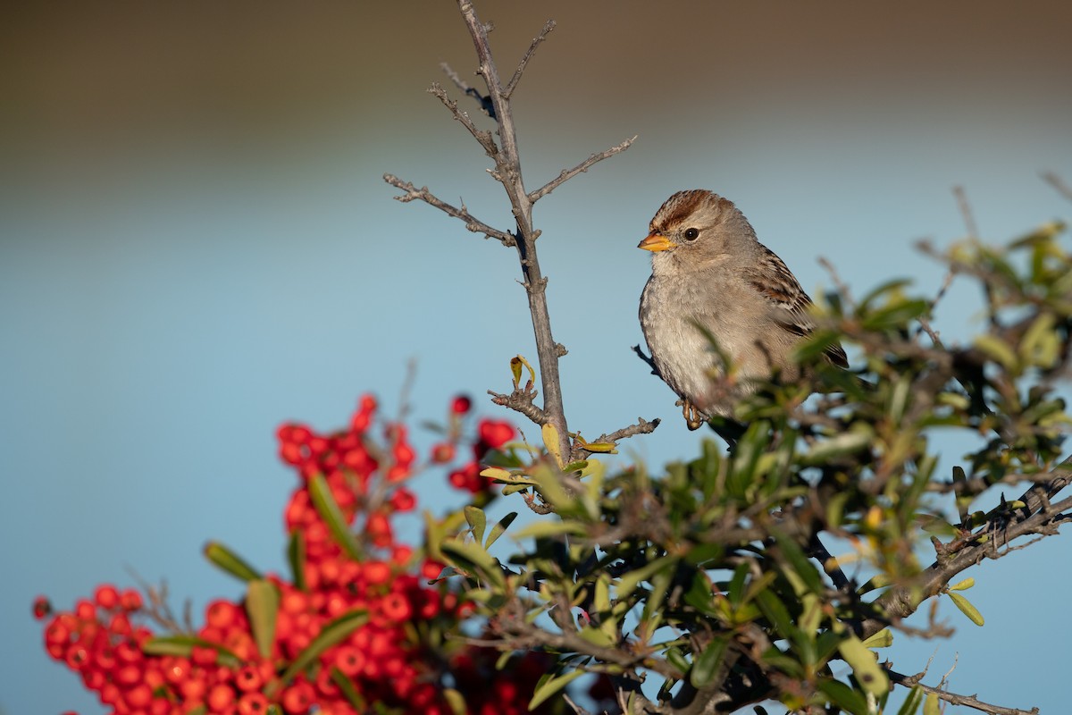 White-crowned Sparrow (Gambel's) - ML614906162