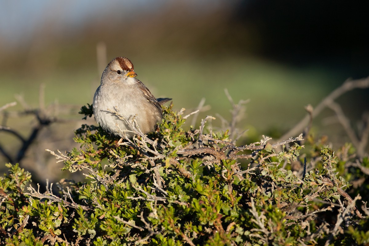 White-crowned Sparrow (Gambel's) - Michael Long