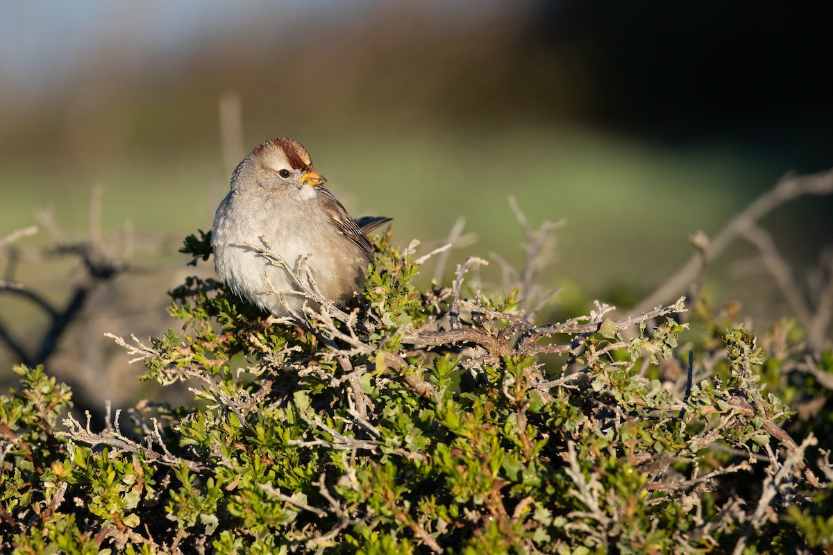 White-crowned Sparrow (Gambel's) - Michael Long