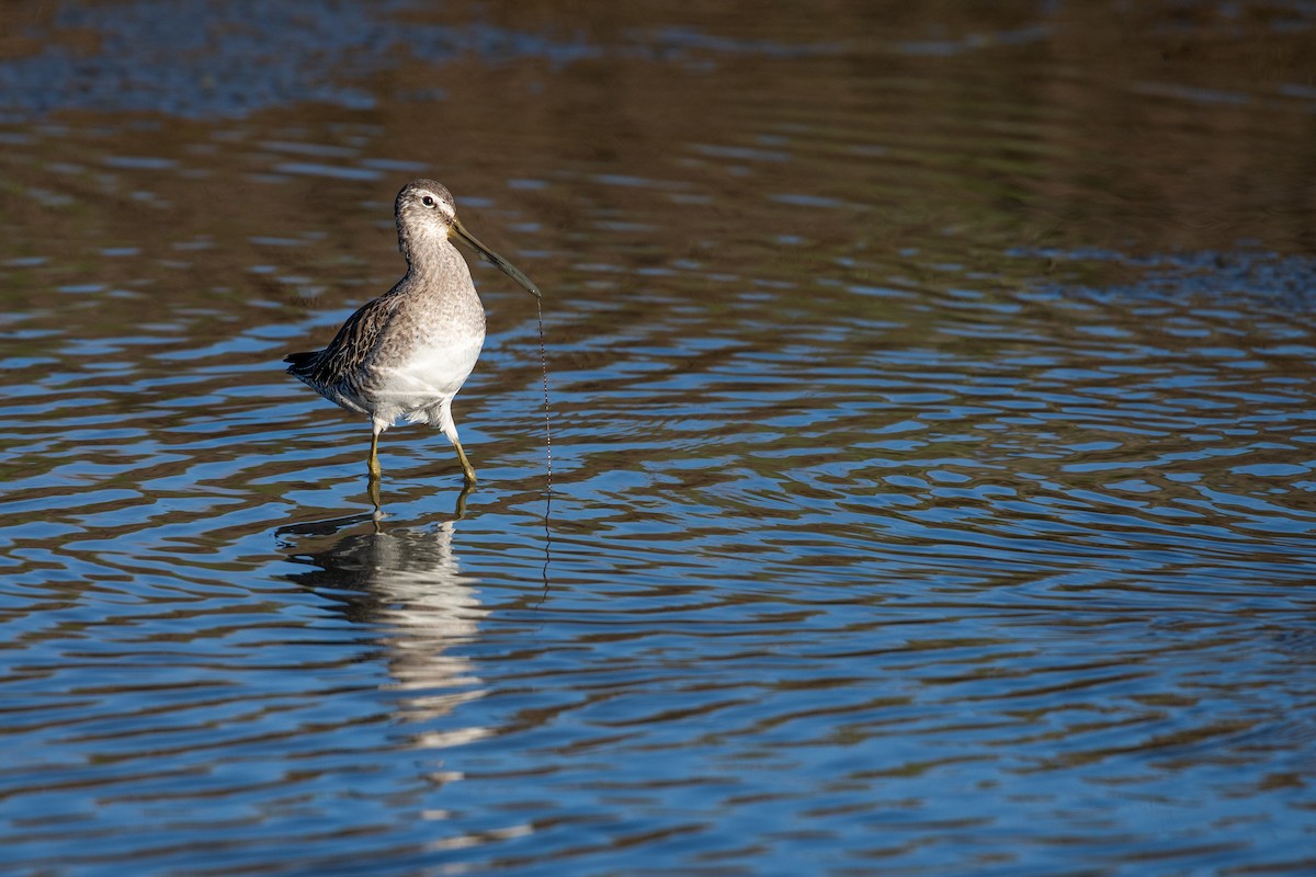 Long-billed Dowitcher - ML614906220