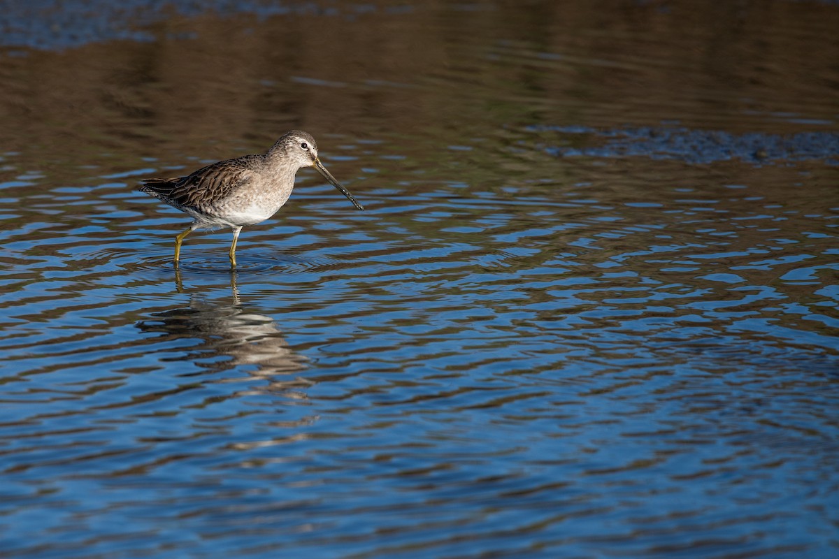 Long-billed Dowitcher - ML614906221