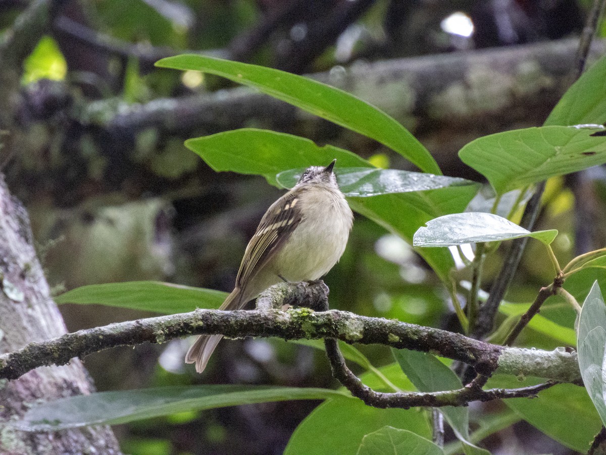 Marble-faced Bristle-Tyrant - ML614906355