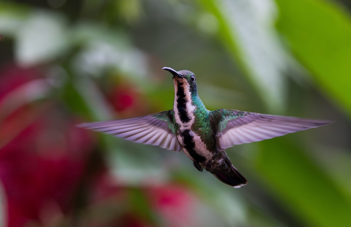 Black-throated Mango - Jay McGowan