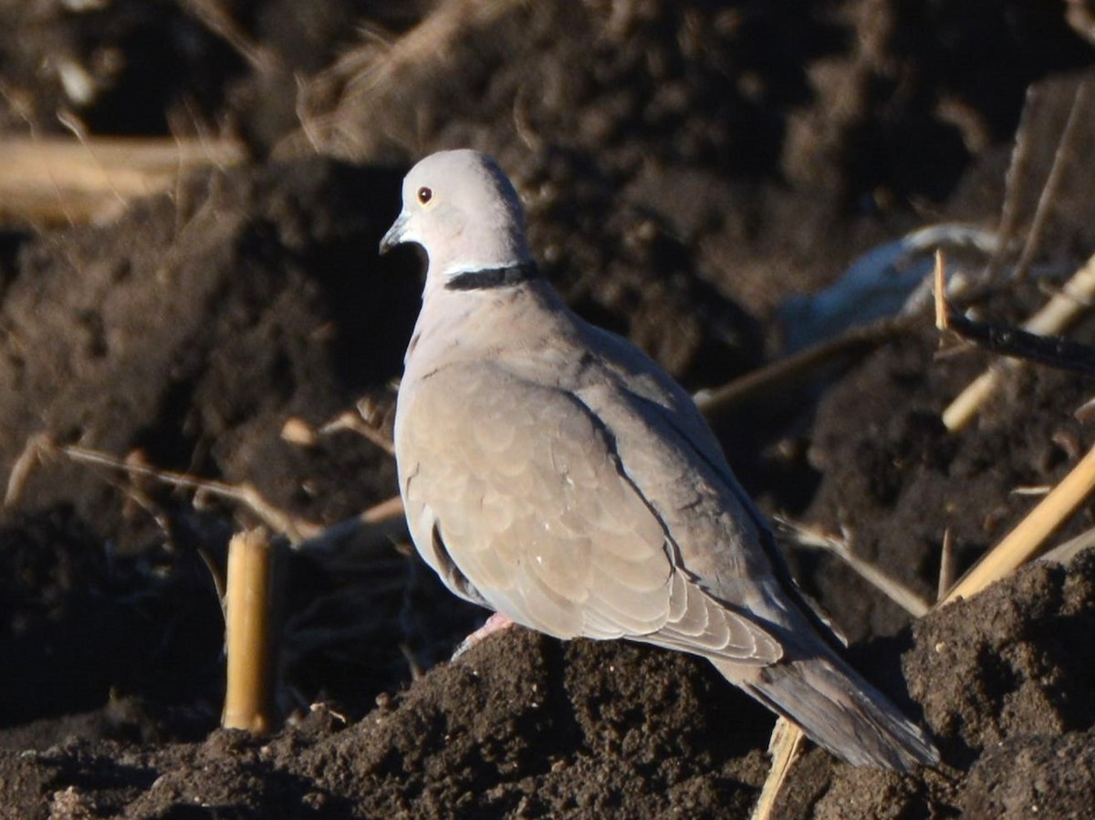 Eurasian Collared-Dove - Julie Zempel