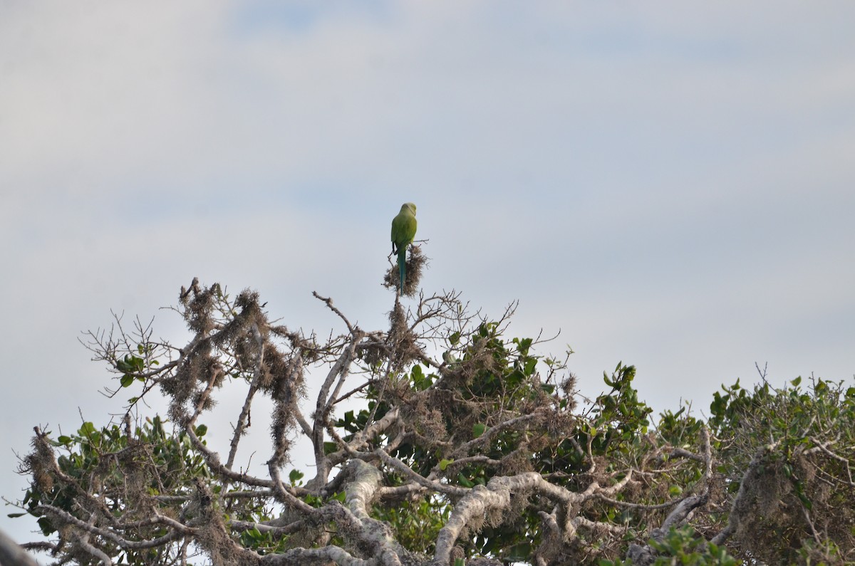 Rose-ringed Parakeet - ML614906391