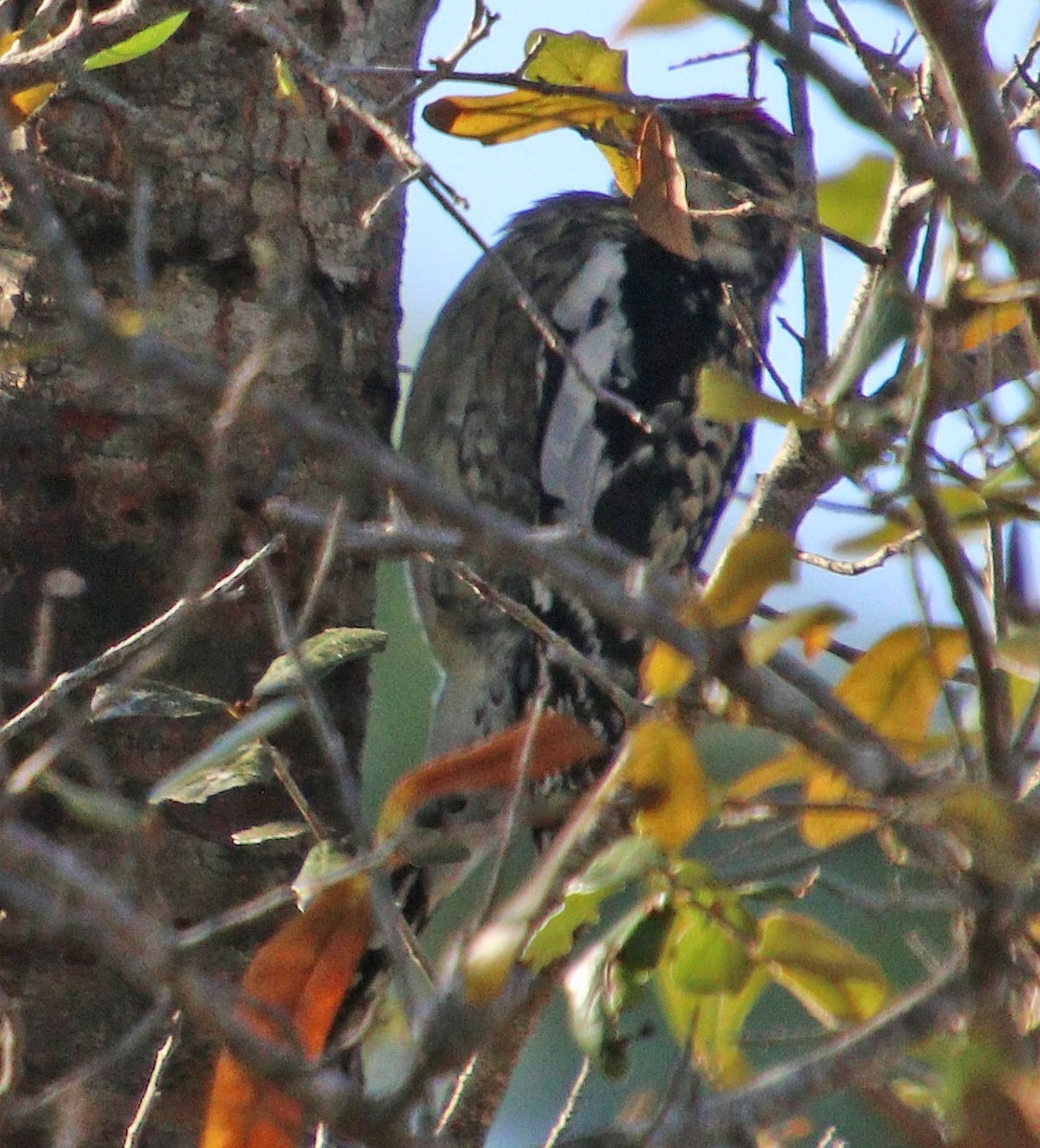 Yellow-bellied Sapsucker - Pat Mulligan