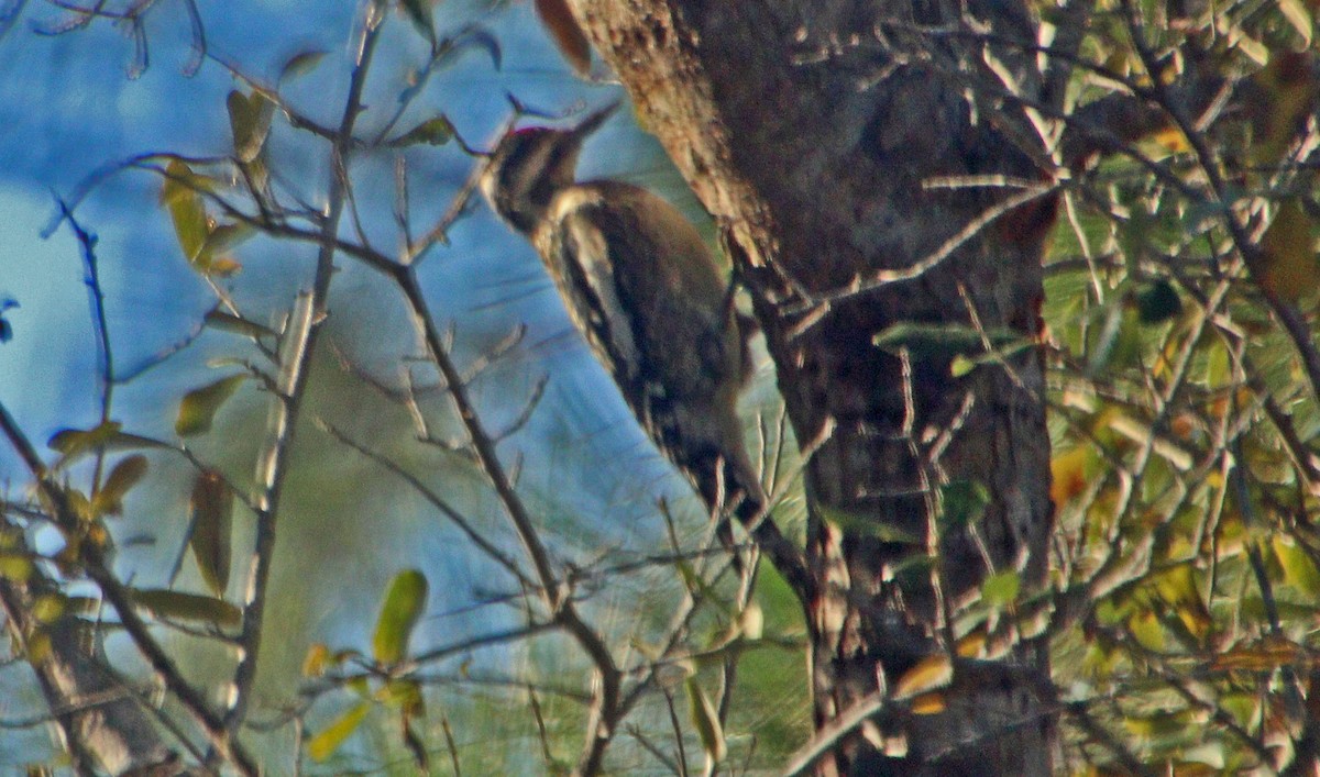 Yellow-bellied Sapsucker - ML614906411