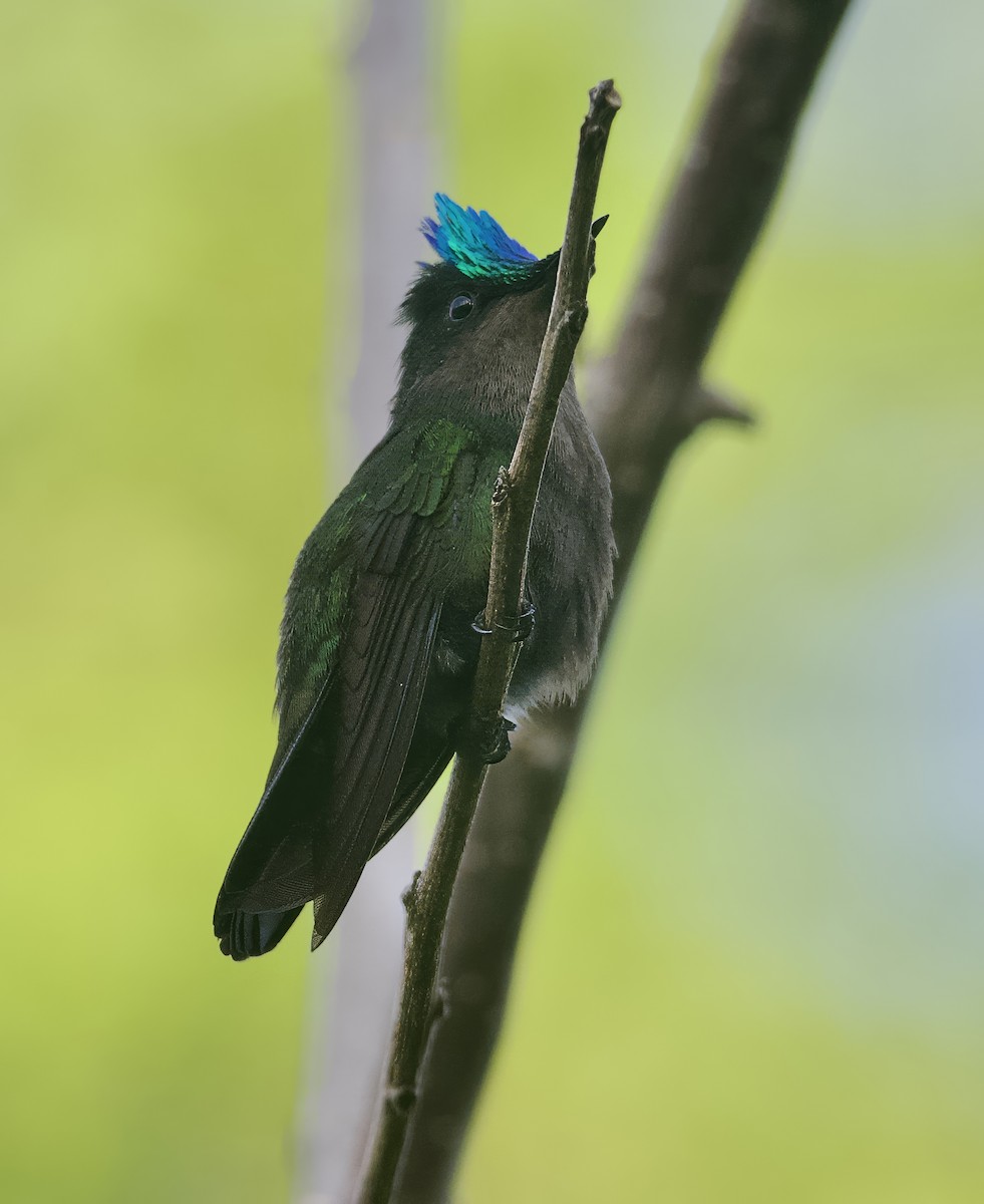 Colibrí Crestado (exilis) - ML614906417