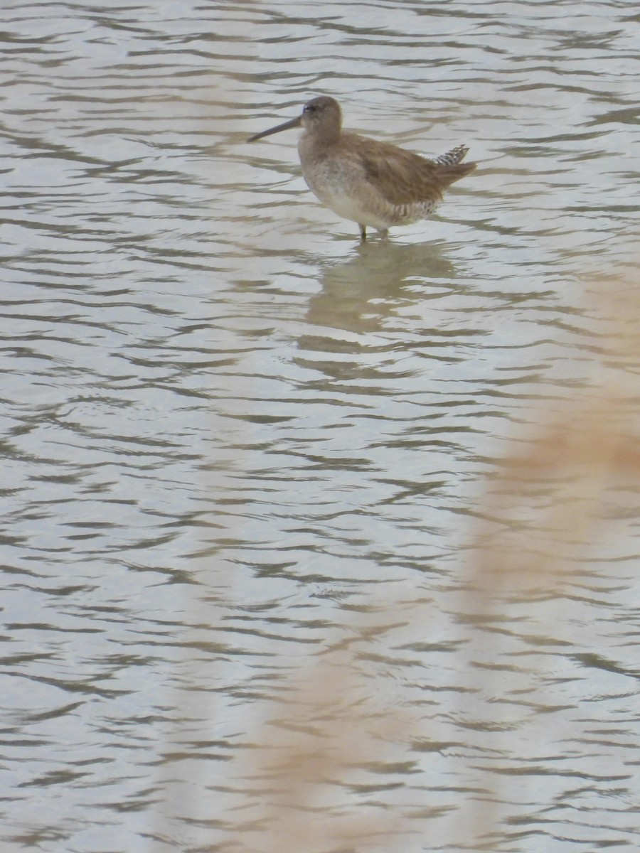 Bindenstrandläufer - ML614906427