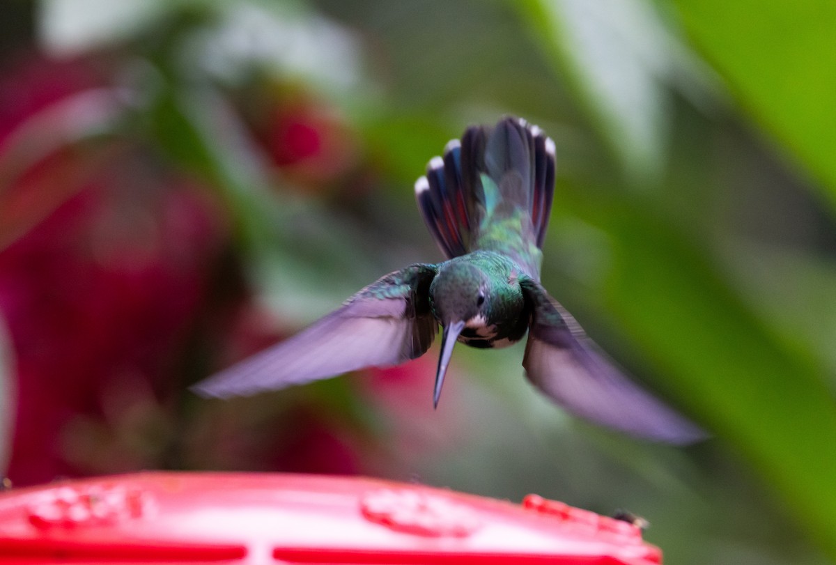 kolibřík tropický - ML614906454