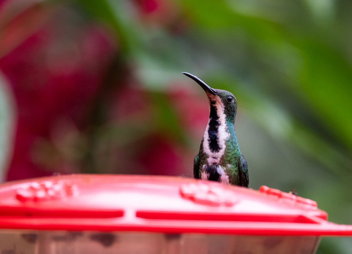 Black-throated Mango - ML614906463