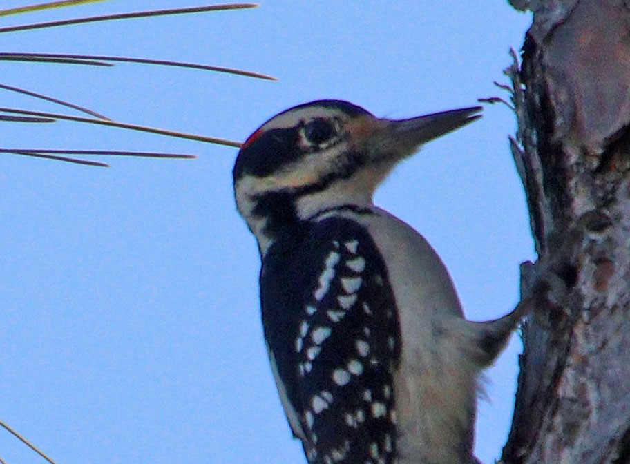 Hairy Woodpecker (Eastern) - ML614906466