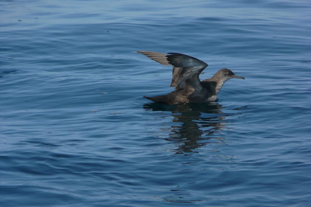 Balearic Shearwater - ML614906470