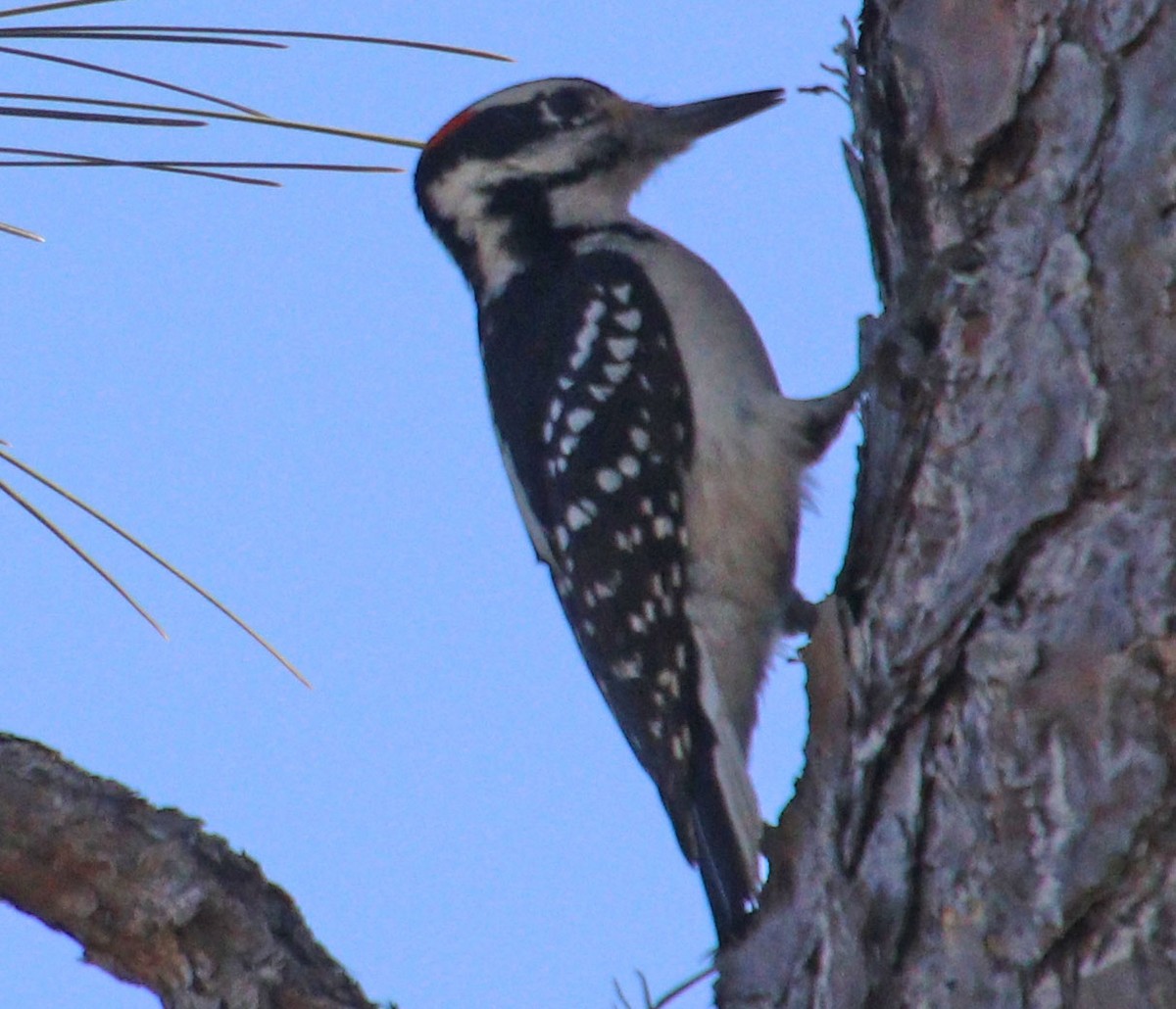 Hairy Woodpecker (Eastern) - ML614906476