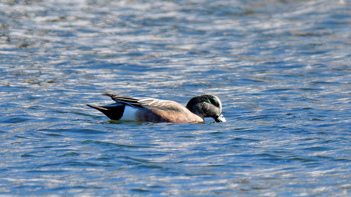 Canard d'Amérique - ML614906528