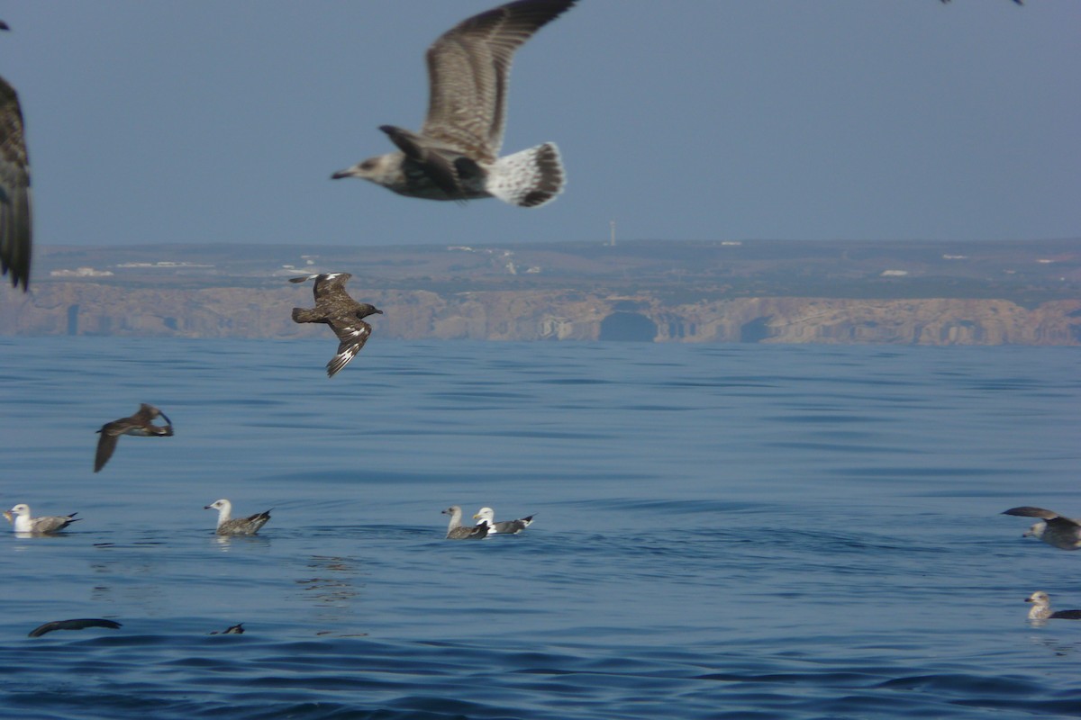 Great Skua - ML614906534