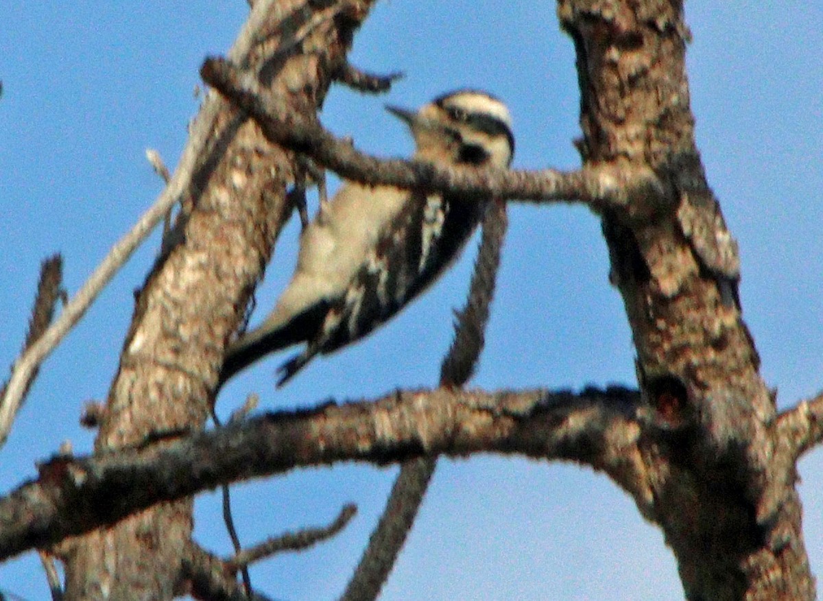 Downy Woodpecker - ML614906567