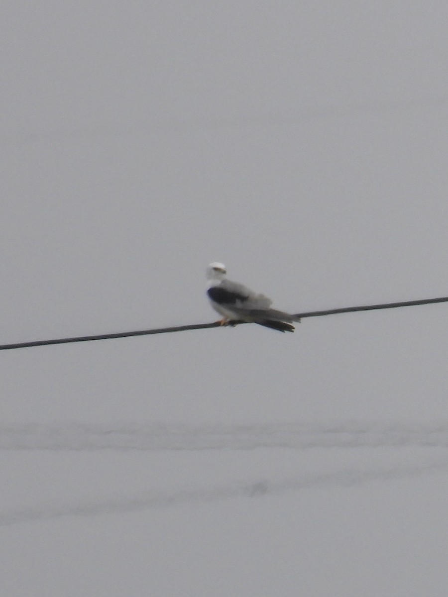 White-tailed Kite - ML614906575