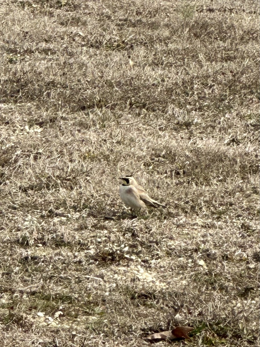 Horned Lark - Frank Lenik