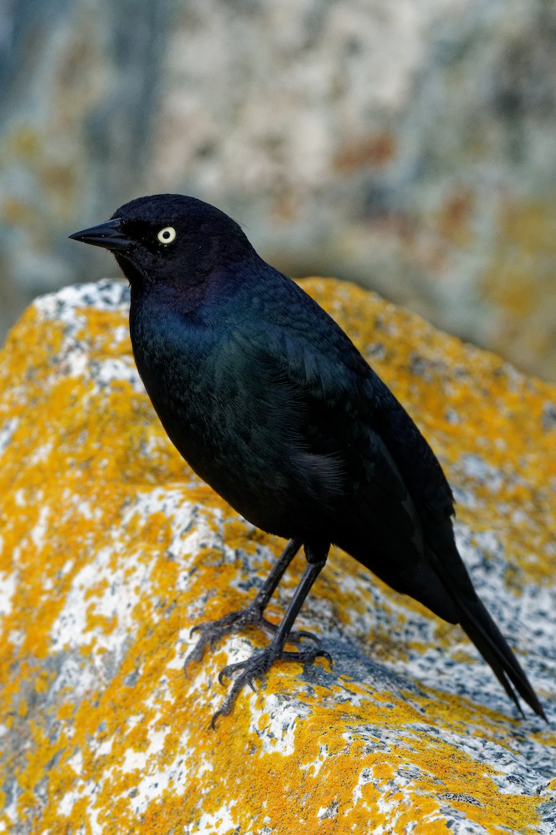 Brewer's Blackbird - ML614906680