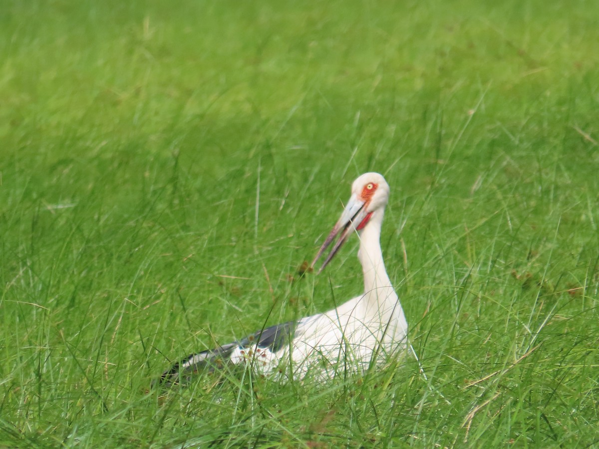 Maguari Stork - ML614906682