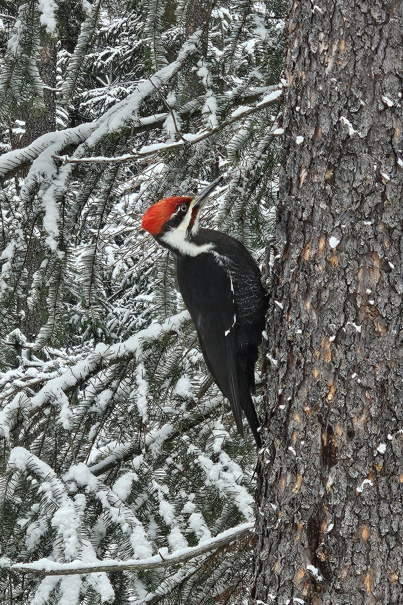 Pileated Woodpecker - Alex Fisher