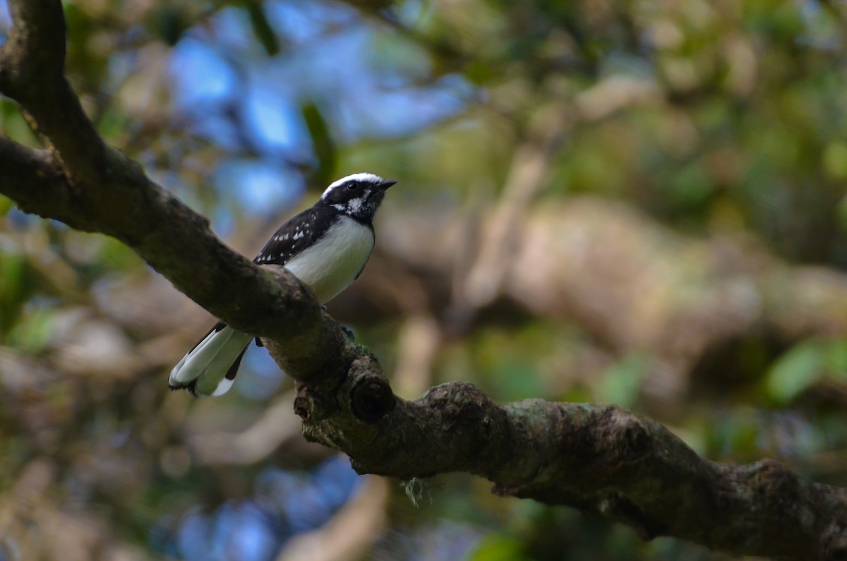 White-browed Fantail - ML614906737