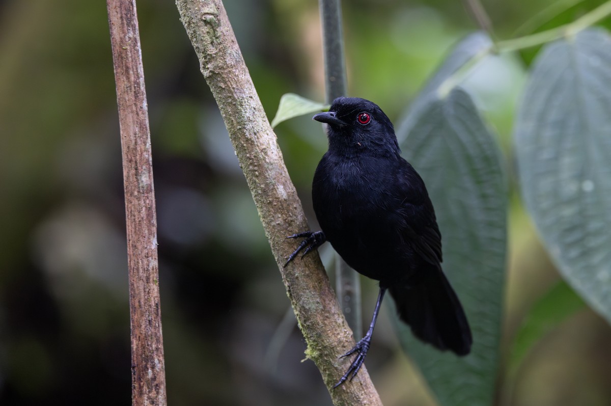 Ojodefuego Occidental (castanoptera) - ML614906741