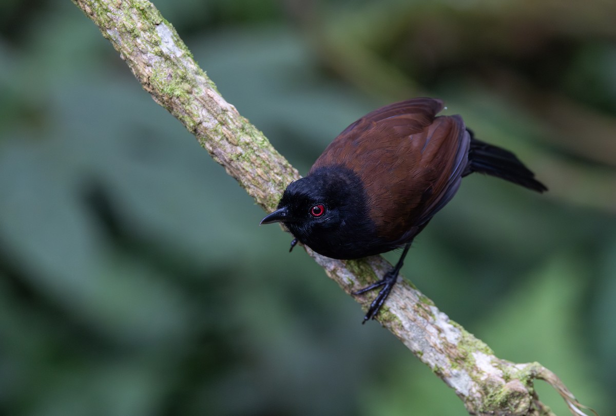 Ojodefuego Occidental (castanoptera) - ML614906762