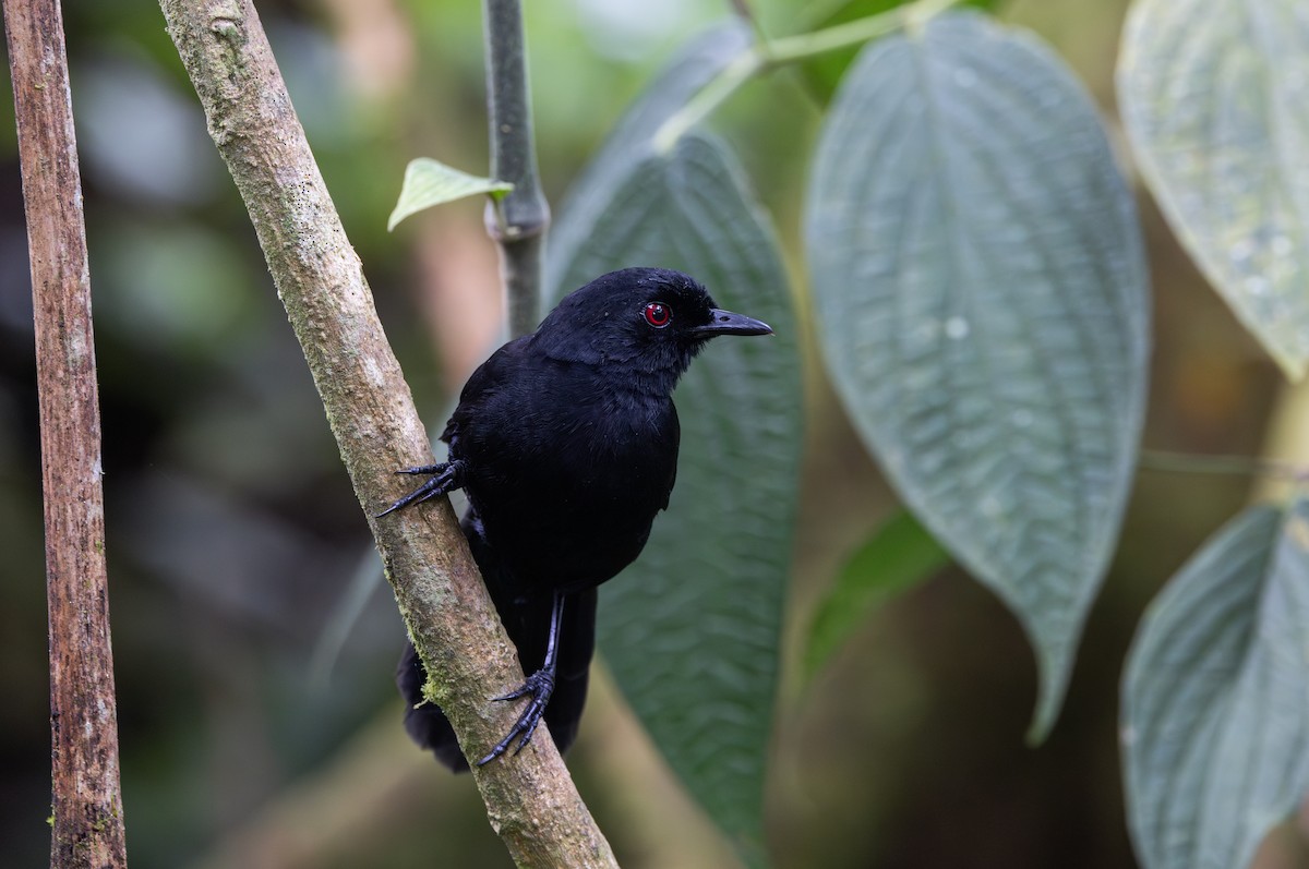 Ojodefuego Occidental (castanoptera) - ML614906763