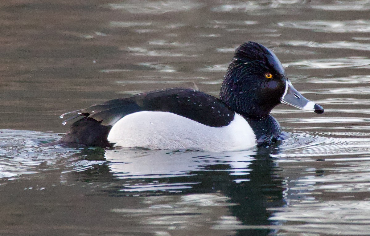 Ring-necked Duck - ML614906773