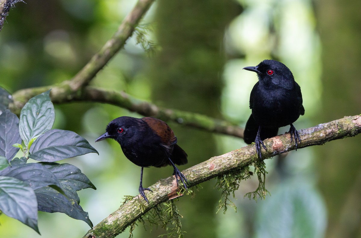 Ojodefuego Occidental (castanoptera) - ML614906810