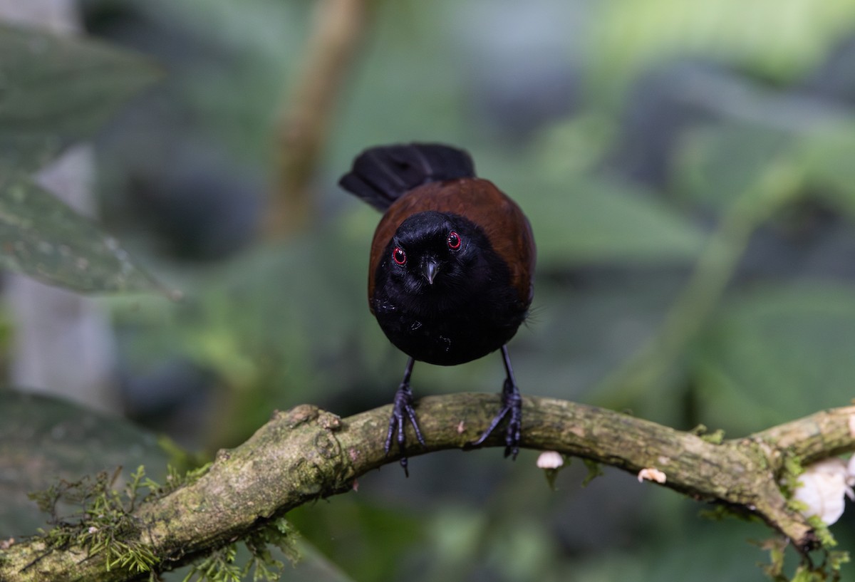 vestgloøye (castanoptera) - ML614906811