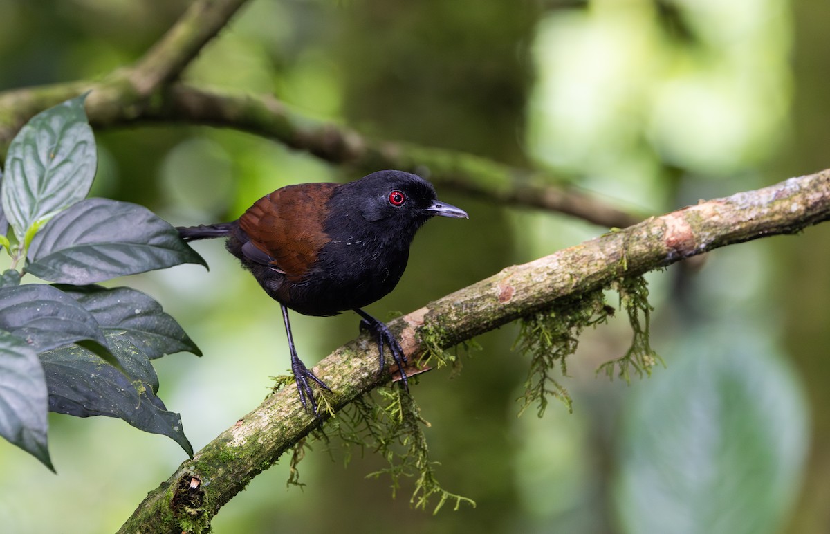 Ojodefuego Occidental (castanoptera) - ML614906815