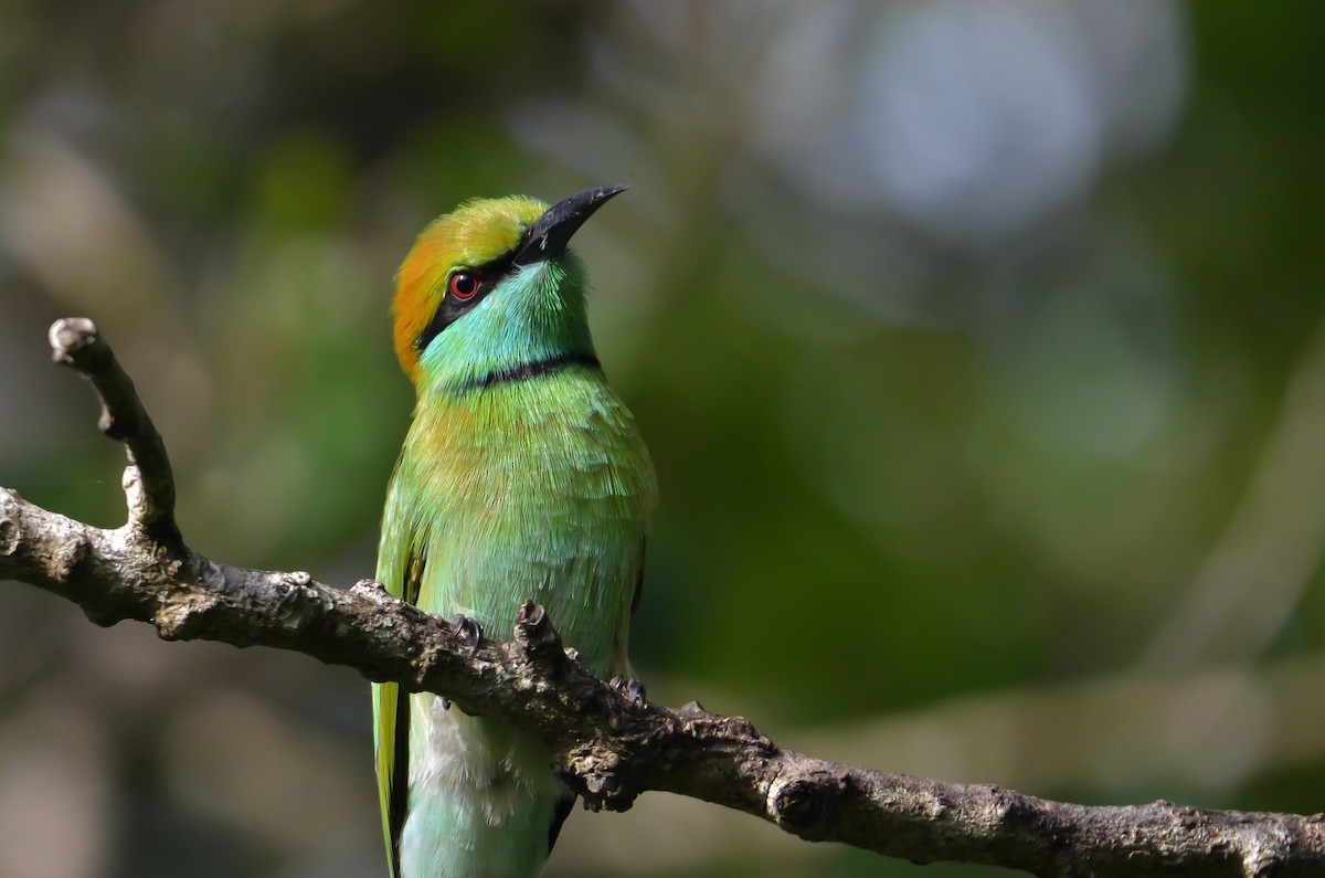 Asian Green Bee-eater - ML614906821