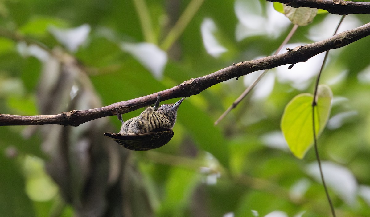 Lafresnaye's Piculet - ML614906839