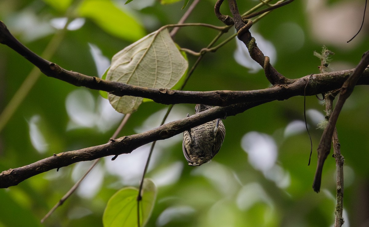 Lafresnaye's Piculet - ML614906843