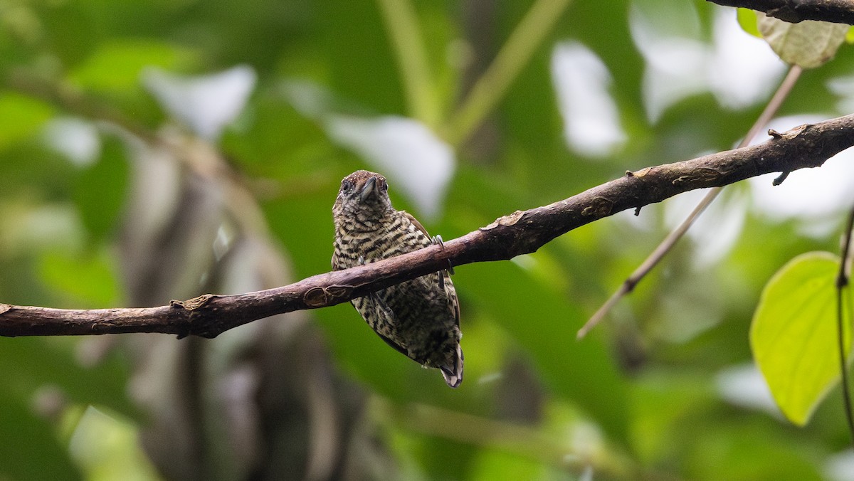 Lafresnaye's Piculet - ML614906847