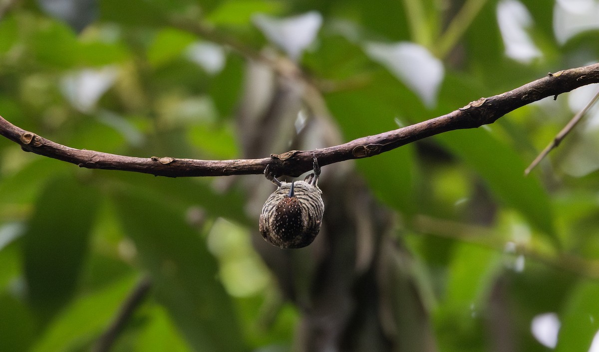 Lafresnaye's Piculet - ML614906848